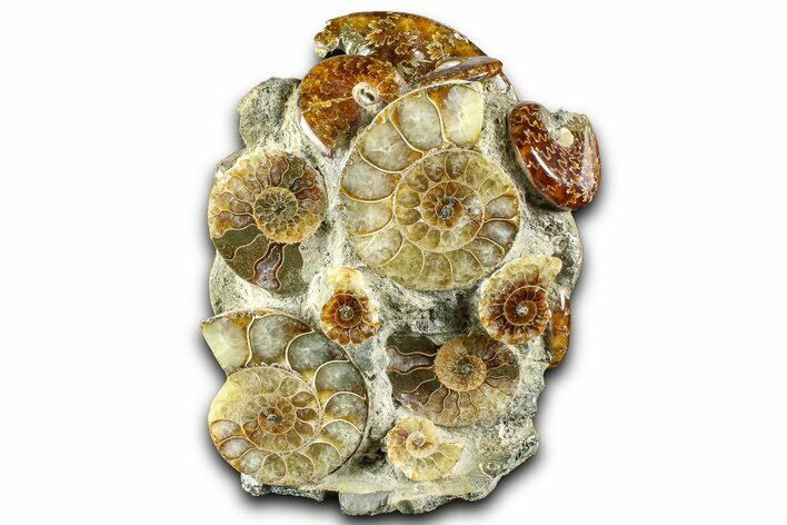 Tall Composite Ammonite Fossil Display - Madagascar #361351